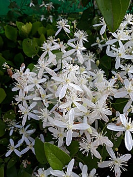 Clematis armandii