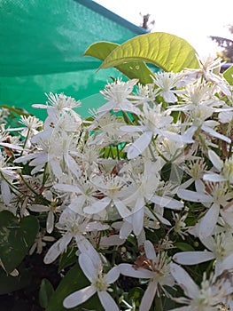 Clematis armandii