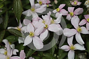 Clematis armandii