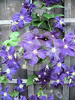 Clematis On Barn