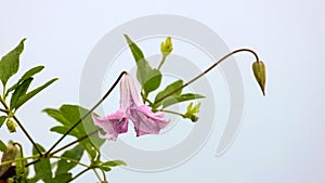 Clematis Betty Corning flower, Lavender bell shaped flower with light scent