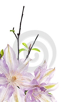 Clematis blossom isolated on white background