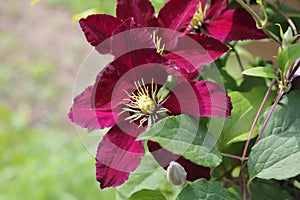 Clematis blossom violett purple