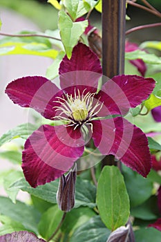 Clematis blossom violett purple