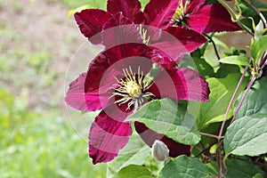 Clematis blossom violett purple