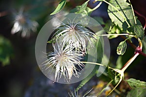 Clematis after blossoming. Light and shade.