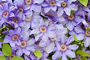 Clematis blue flowers