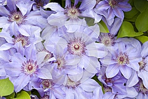Clematis blue flowers