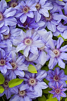 Clematis blue flowers