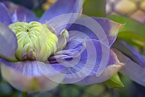 Clematis `Blue Light` flower close-up