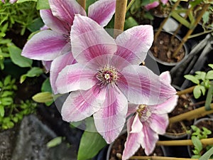 Clematis 'Carnaby'