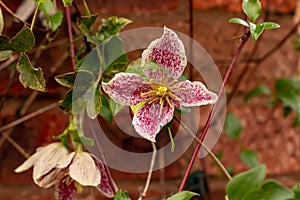 Clematis cirrhosa in flower in December photo