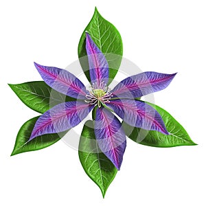 Clematis Clematis spp with star shaped flowers in various colors climbing and twining on slender photo