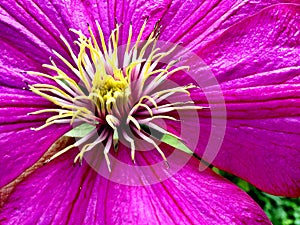 Clematis