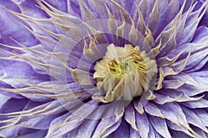Clematis
