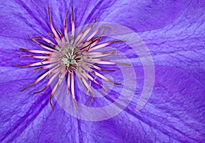 Clematis Closeup