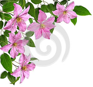 Clematis-corner composition