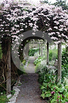 Clematis Covered Path photo