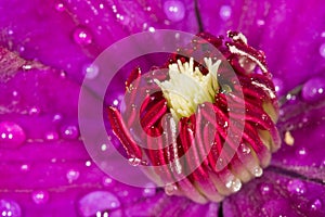 Clematis detail