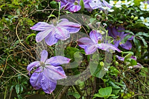 Clematis Dianas Delight