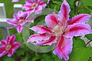 Clematis \