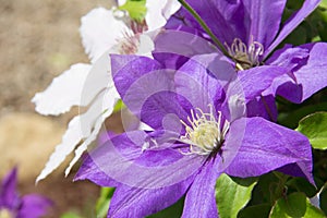 Clematis duo