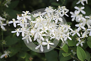 Clematis flammula. White fragrant flowers of clematis recta.