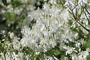 Clematis flammula. White fragrant flowers of clematis recta.