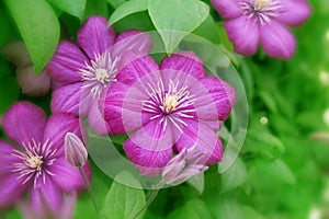 Clematis flower