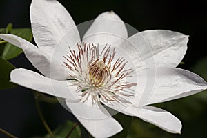 Clematis flower photo