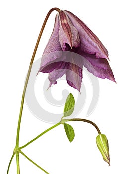 Clematis Flower