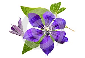 Clematis flower