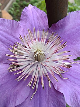 Clematis flower beauty purple nature odd unique