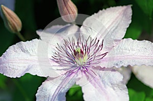 clematis flower