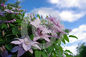 clematis flower
