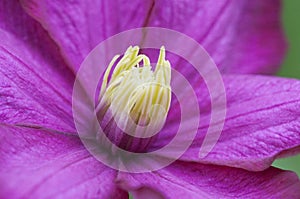 Clematis flower in the garden, macro shot