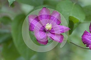 Clematis flower in the garden, macro shot