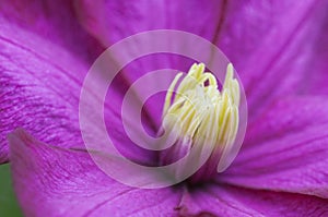 Clematis flower in the garden, macro shot