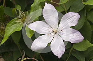 Clematis flower in the garden, macro shot