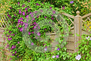 Clematis flower hiding a garden fence photo