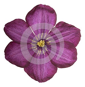 Clematis flower isolated