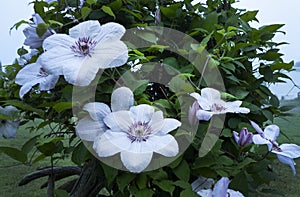 Clematis flowers closeup in springtime