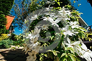 Clematis flowers completely covering a fence in home garden