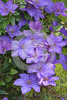 Clematis Flowers - Elsa Spath