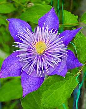 Clematis flowers in the garden