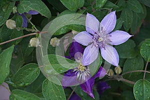 Clematis Flowers: Purple Passion and Green Goodness
