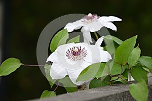 Clematis flowers. Ranunculaceae perennial vine.