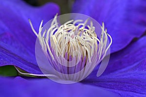 Clematis flowers. Ranunculaceae perennial vine. photo