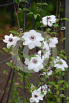 Clematis flowers. Ranunculaceae perennial vine. photo