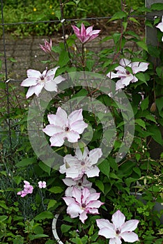 Clematis flowers. Ranunculaceae perennial vine. photo